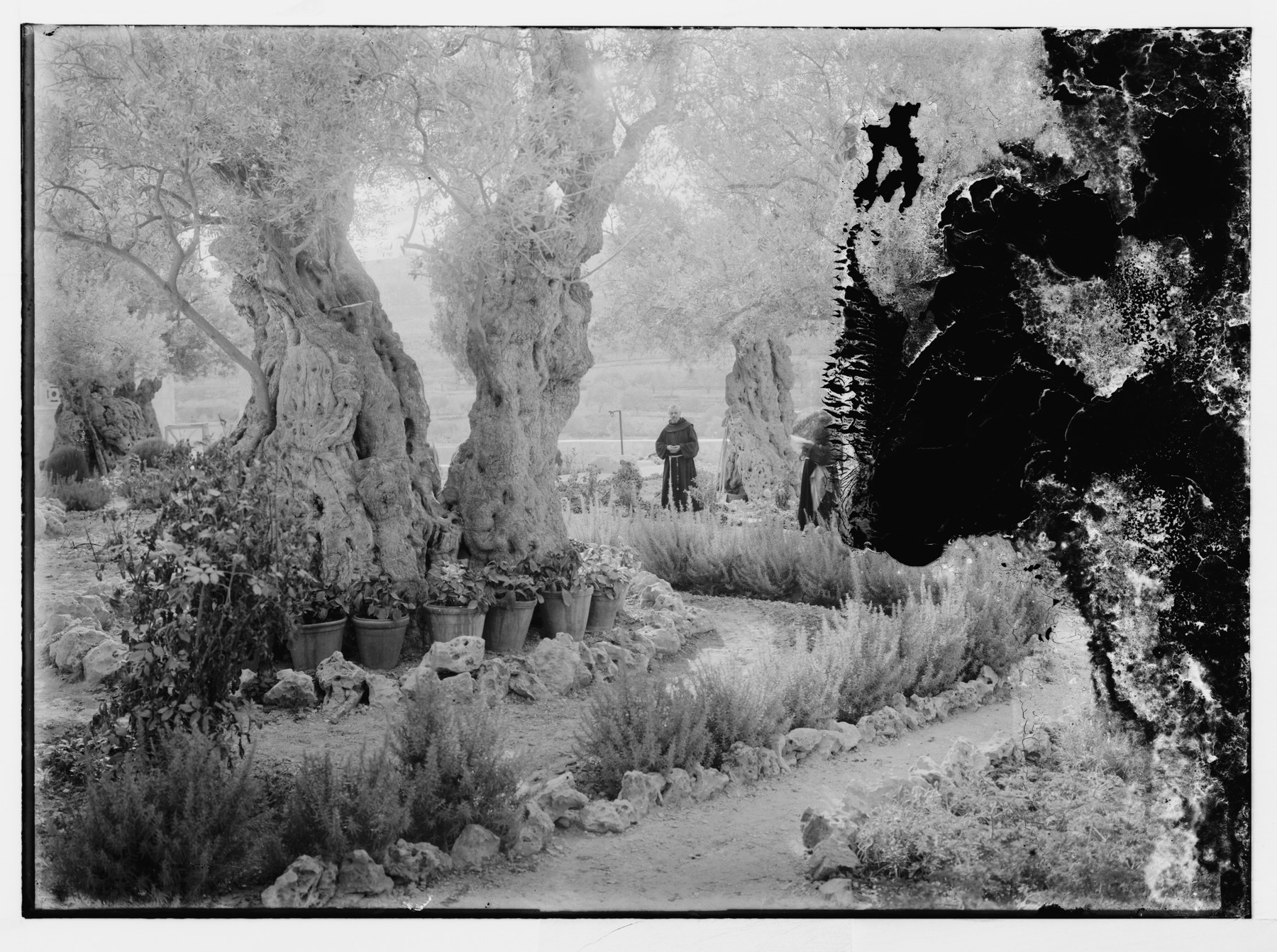 Photographie historique du jardin de Gethsémani à Jérusalem, avec oliviers.